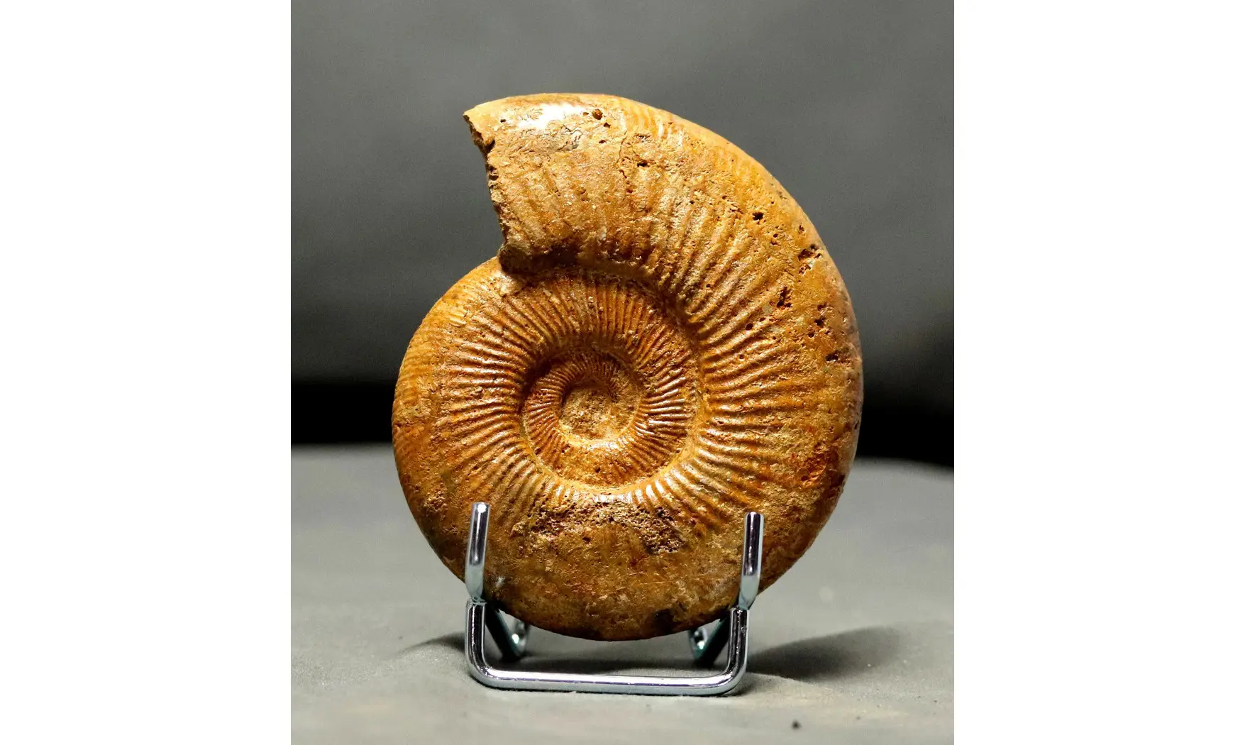 Discosphinctes tintanni