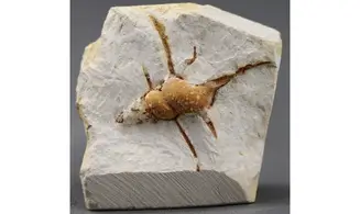 Spiniloma longispina