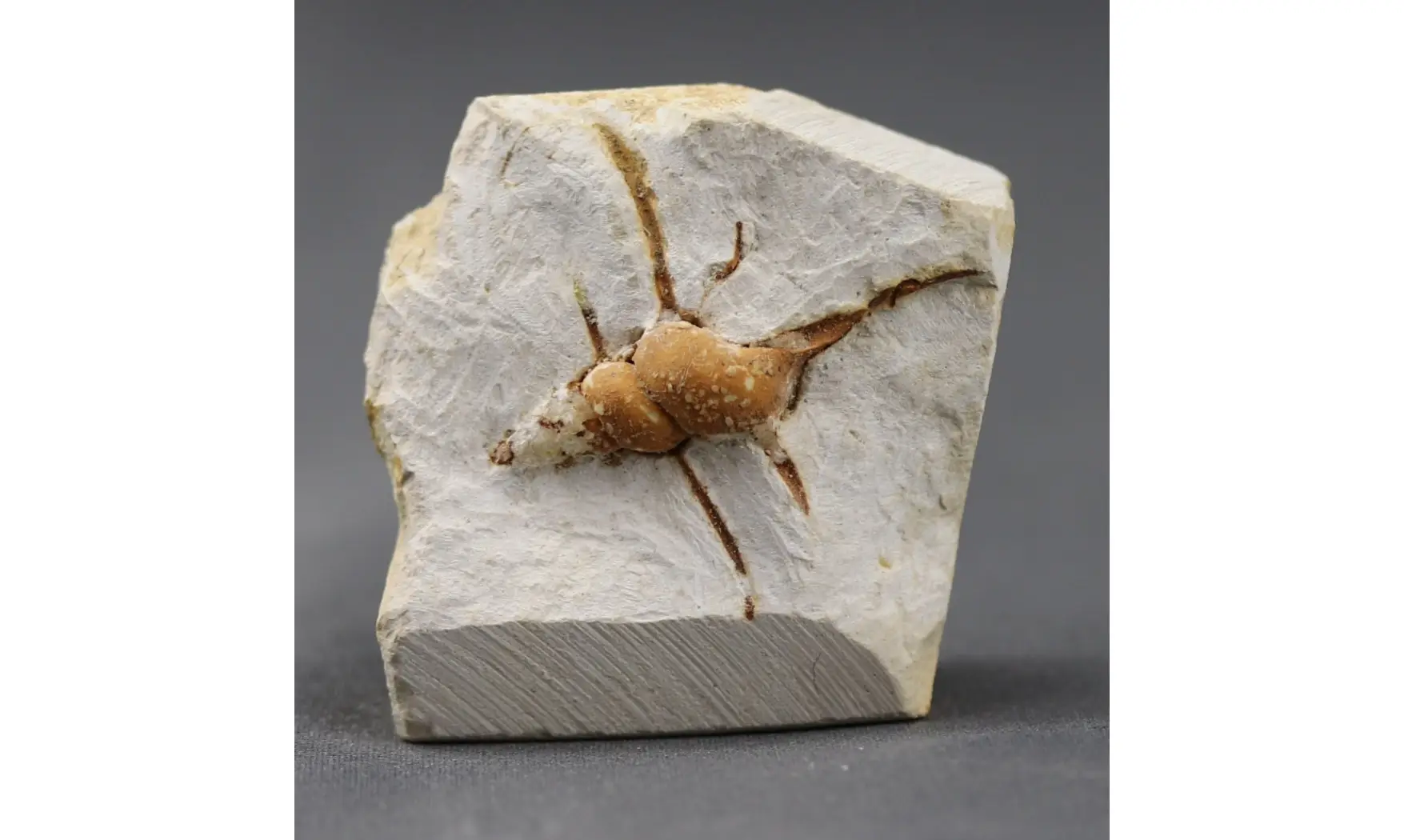 Spiniloma longispina