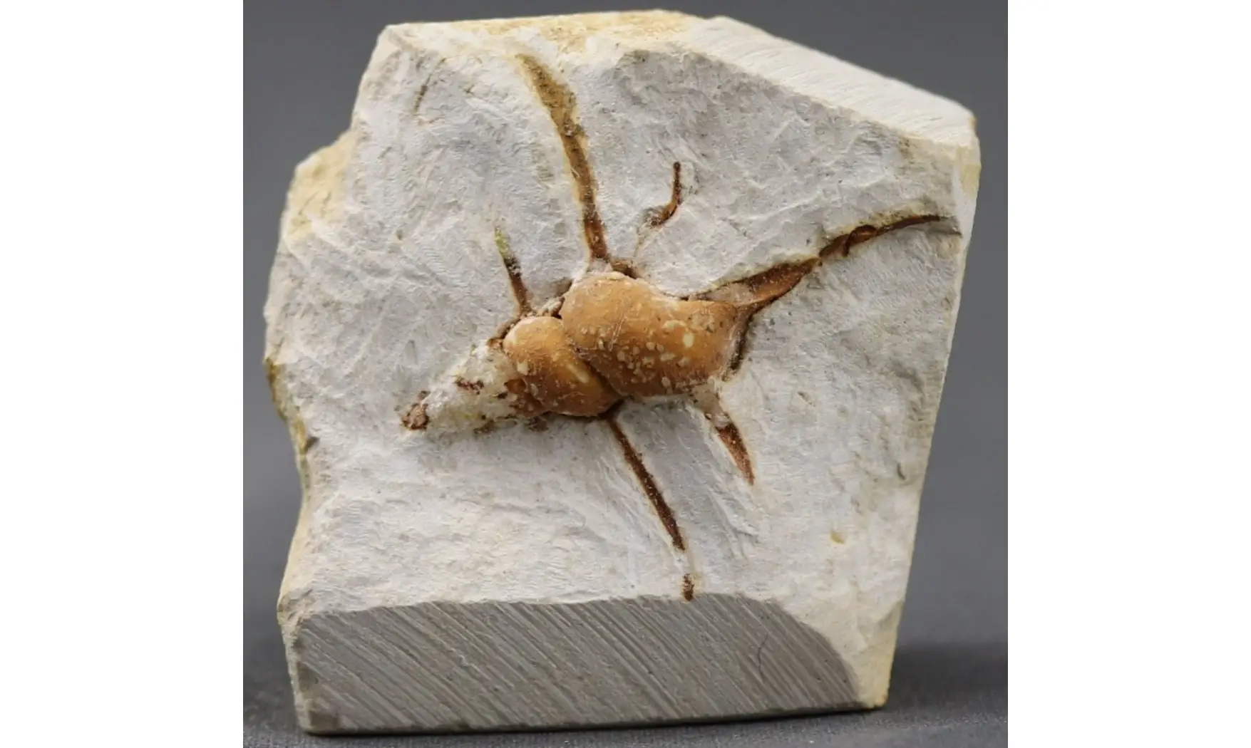 Spiniloma longispina