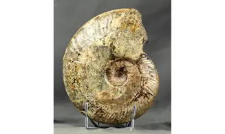 Aioloceras besairiei