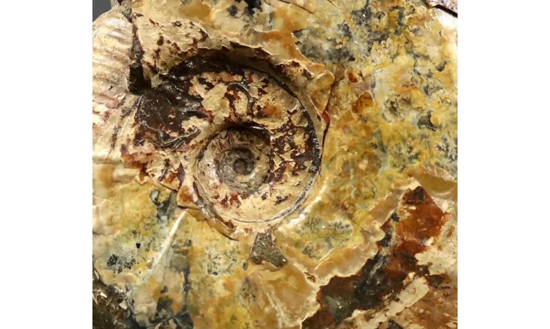 Aioloceras besairiei