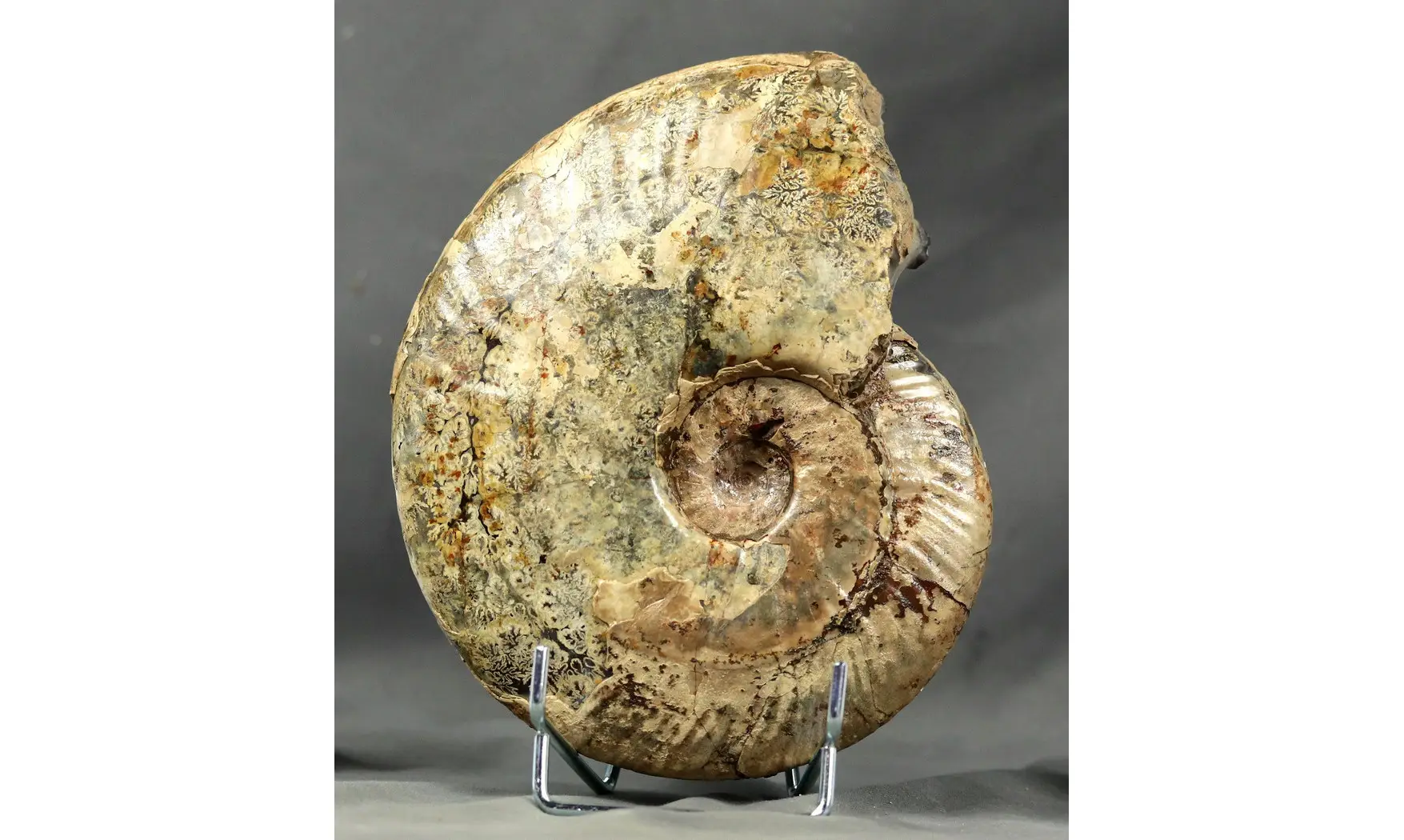 Aioloceras besairiei