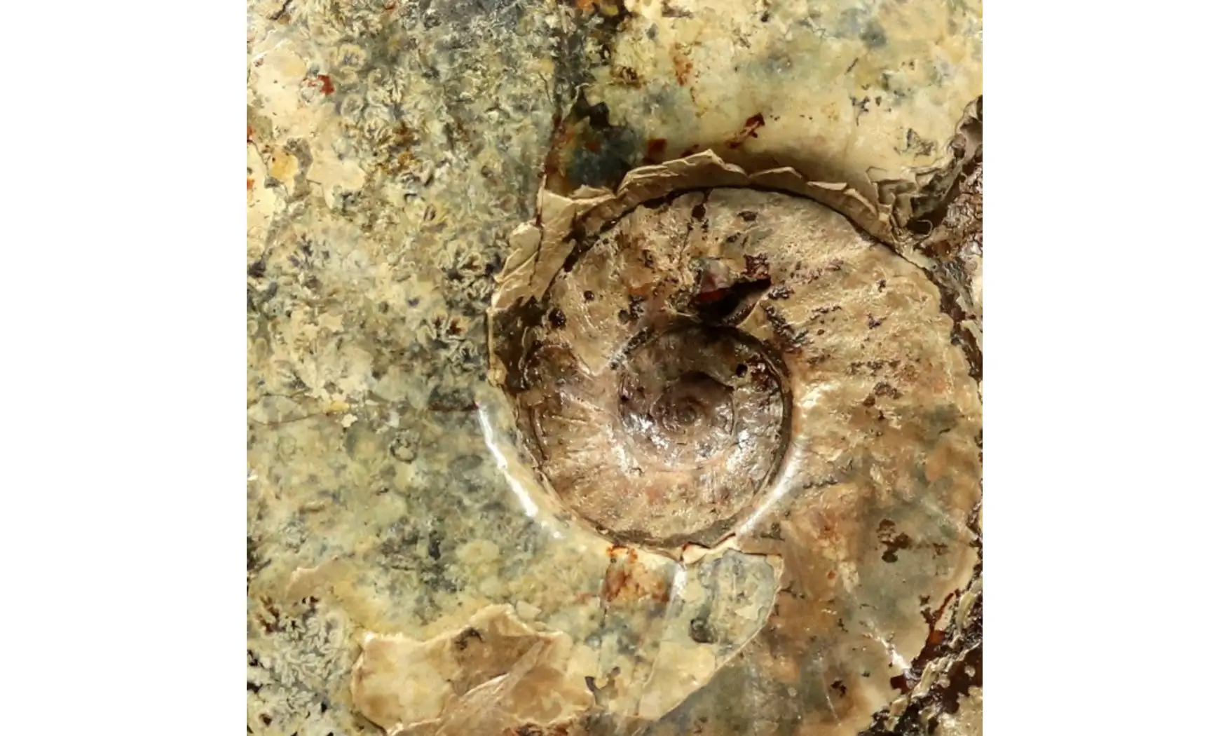 Aioloceras besairiei
