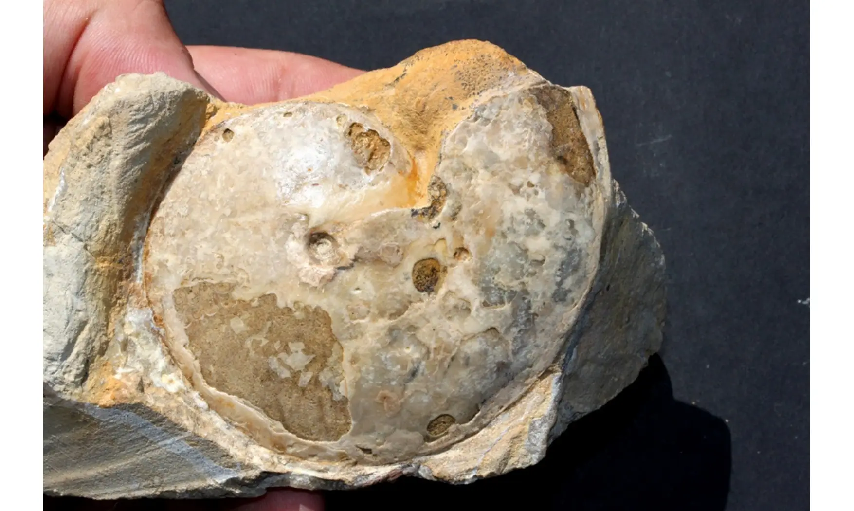 METENGONOCERAS DUMBLI