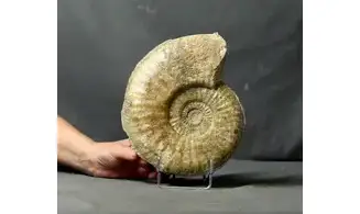 Tropidoceras masseanum