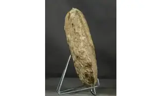 Tropidoceras masseanum