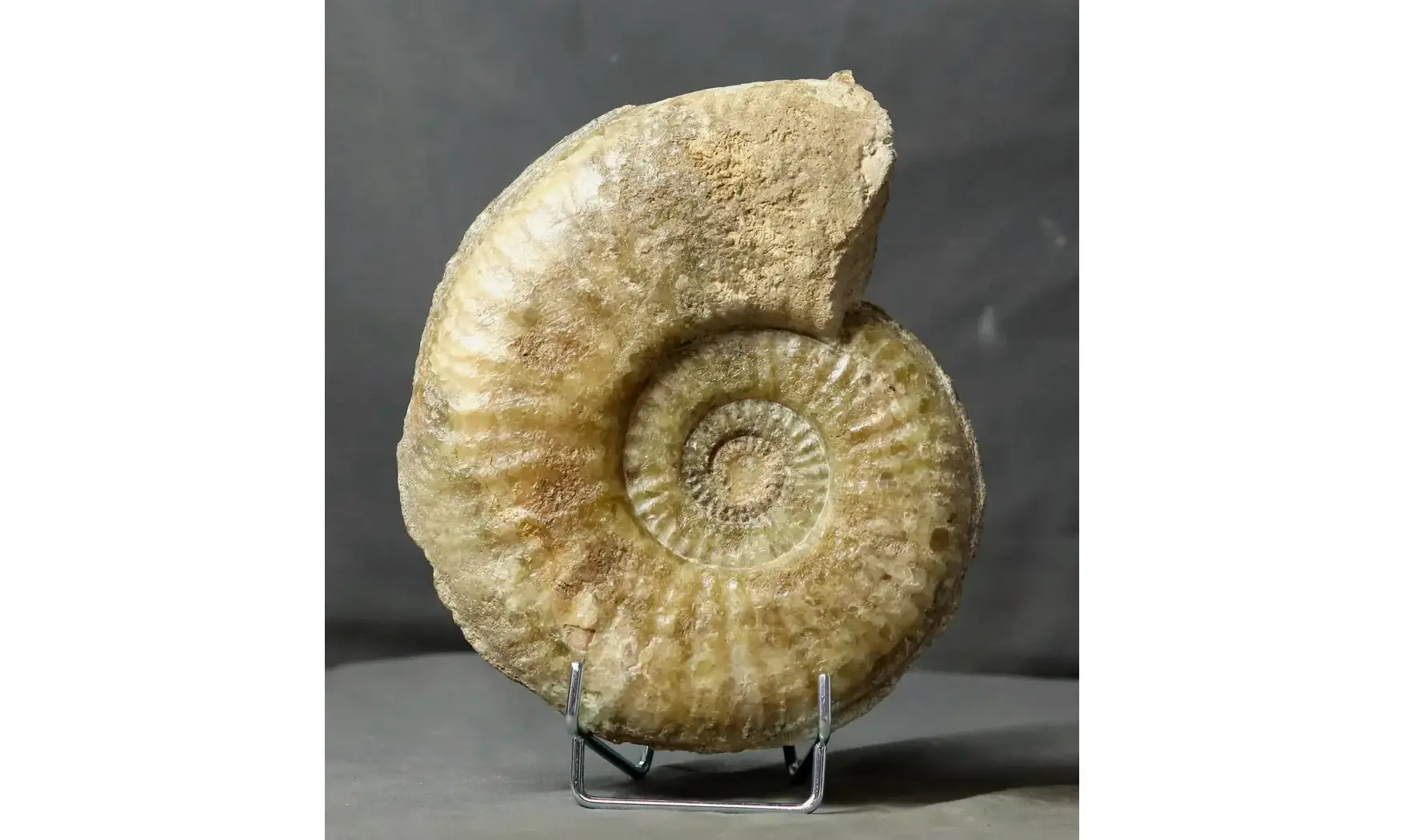 Tropidoceras masseanum