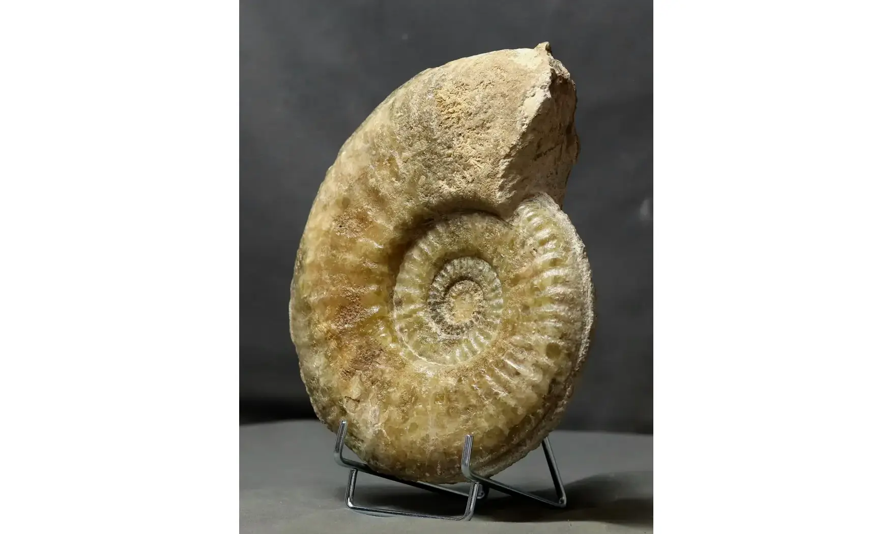 Tropidoceras masseanum