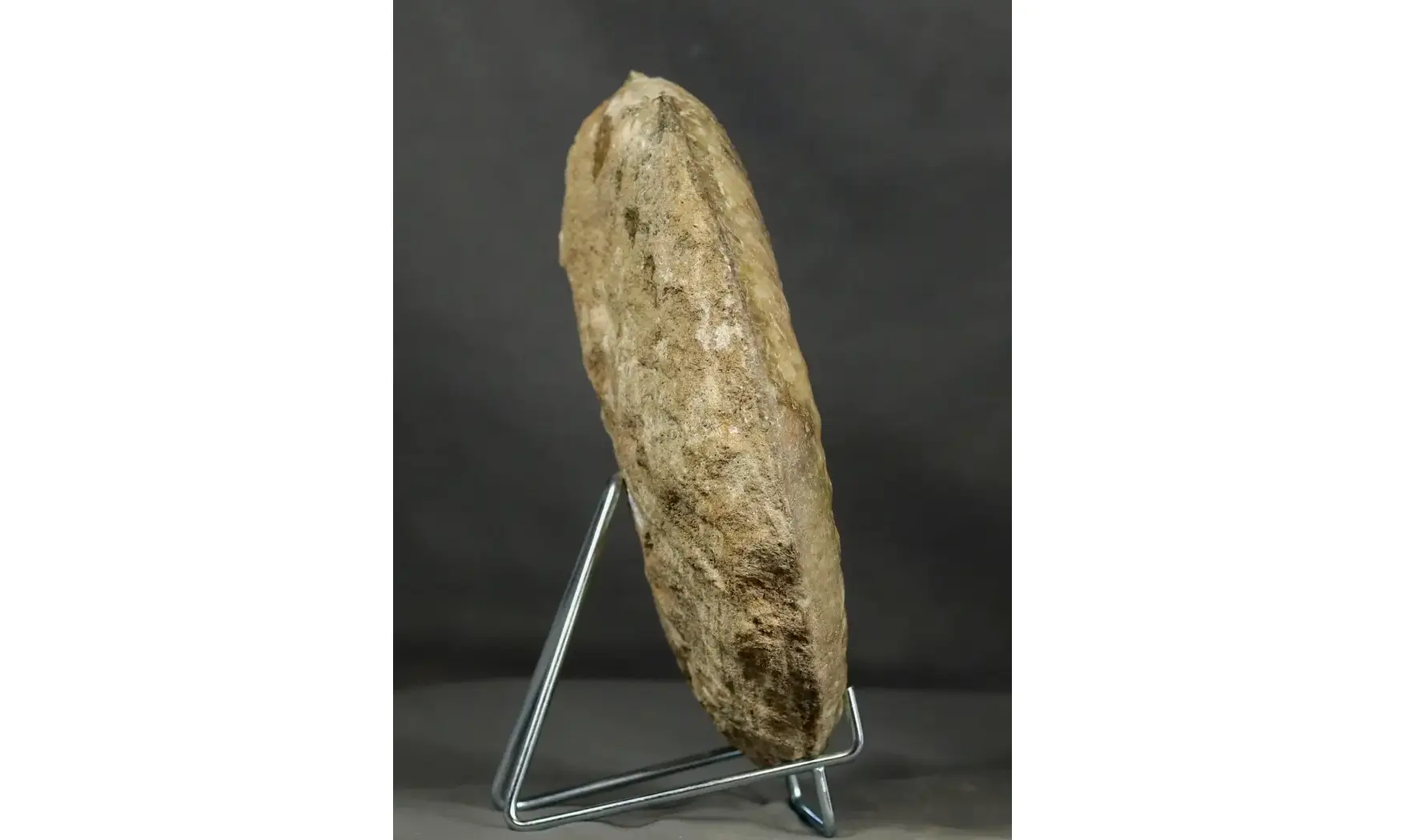 Tropidoceras masseanum