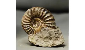 Pleuroceras solare