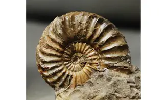 Pleuroceras solare