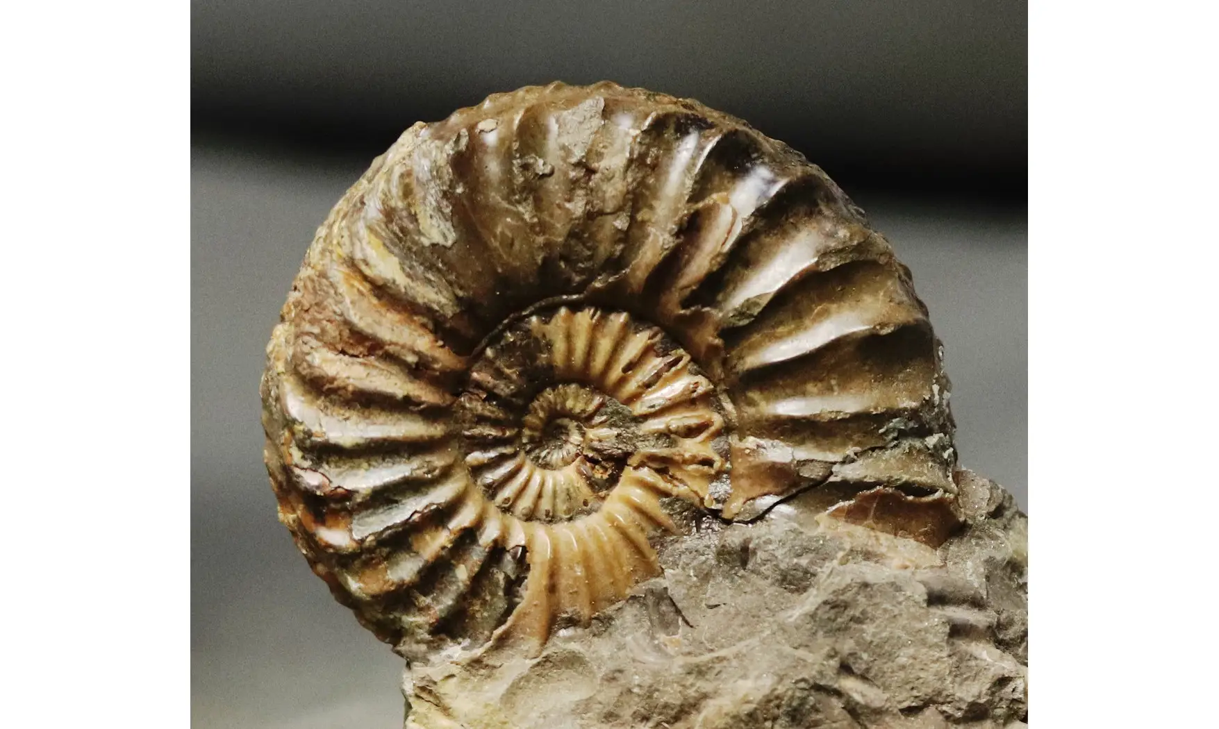 Pleuroceras solare