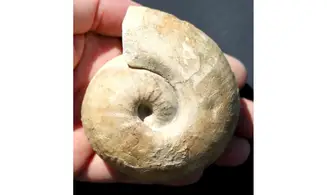 BULLATIMORPHITES BULLATUS