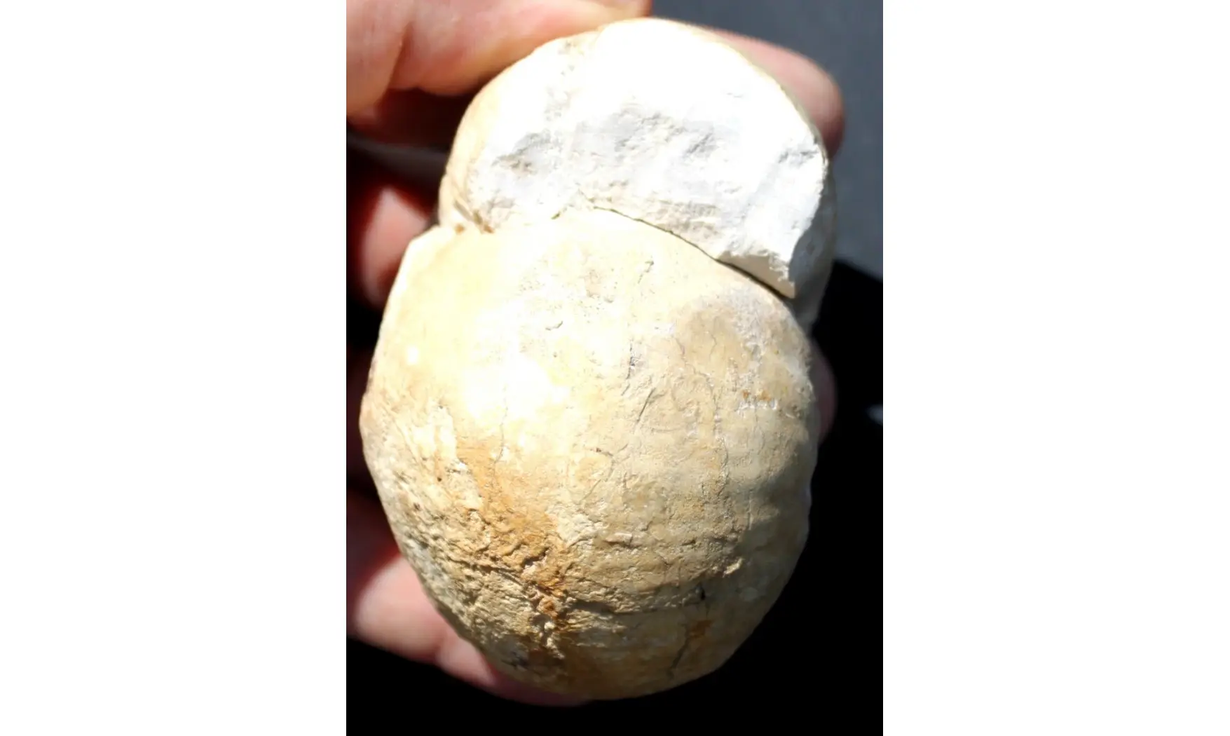 BULLATIMORPHITES BULLATUS