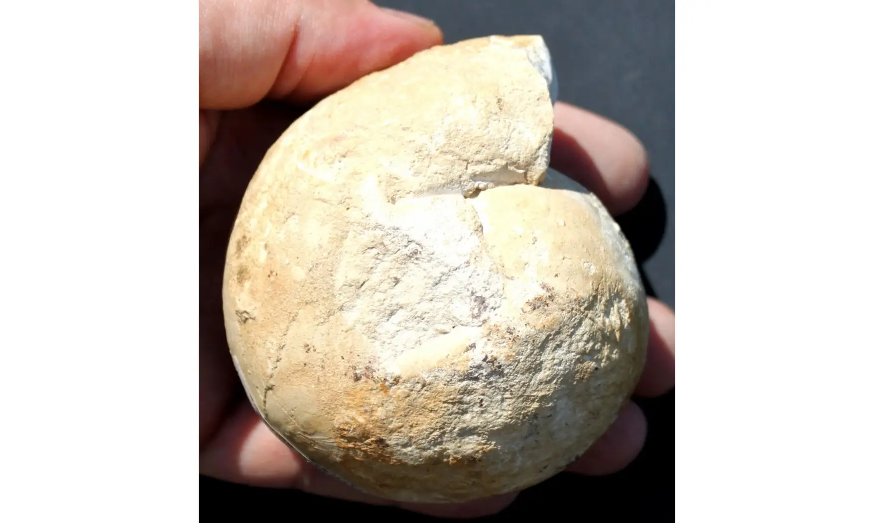 BULLATIMORPHITES BULLATUS