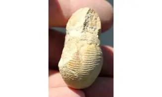 BULLATIMORPHITES MICROSTOMA