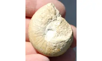 BULLATIMORPHITES MICROSTOMA