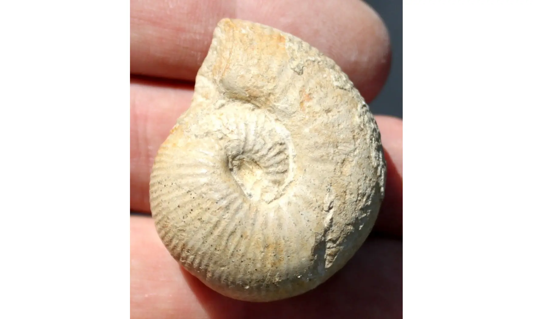 BULLATIMORPHITES MICROSTOMA