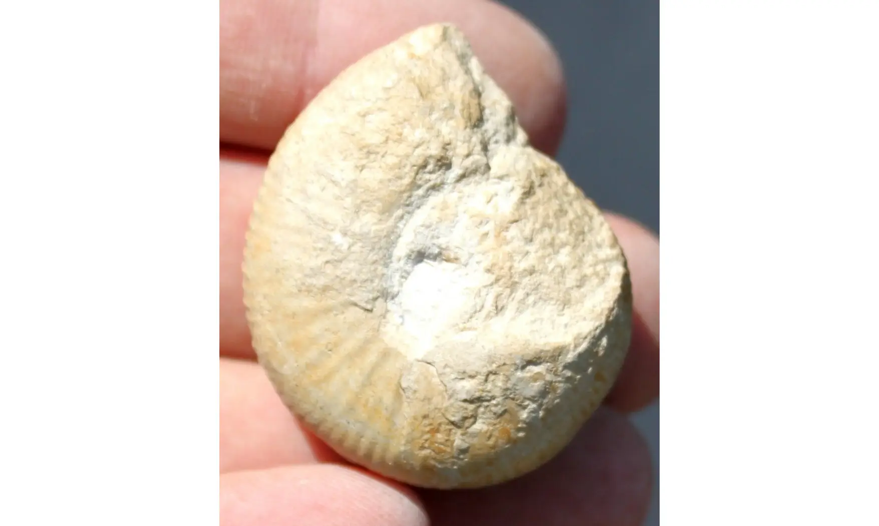 BULLATIMORPHITES MICROSTOMA