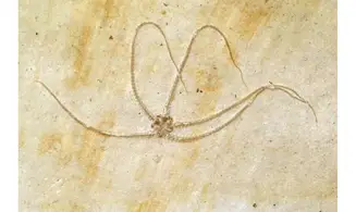 Geocoma carinata