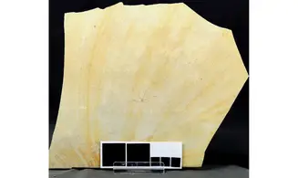Geocoma carinata