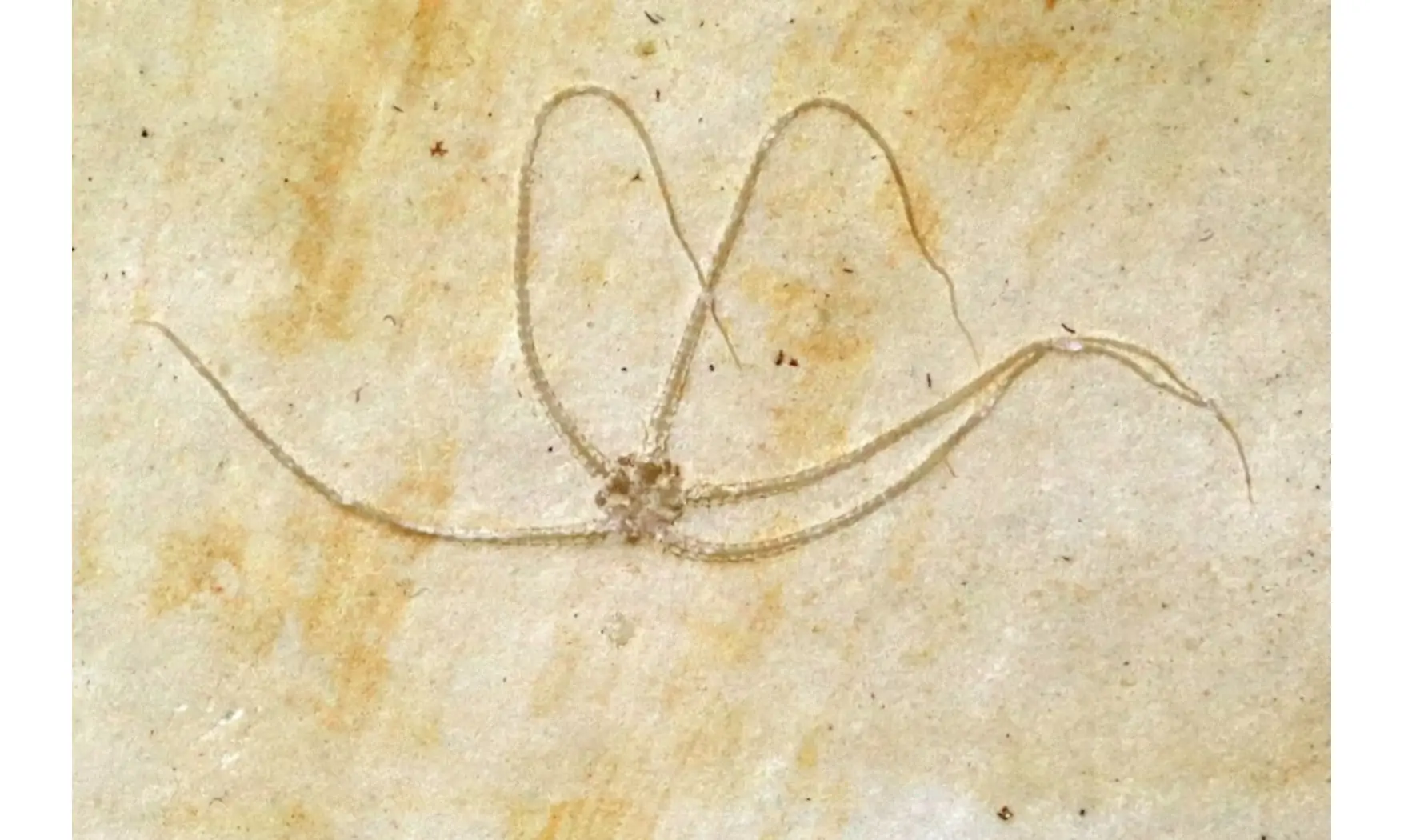 Geocoma carinata