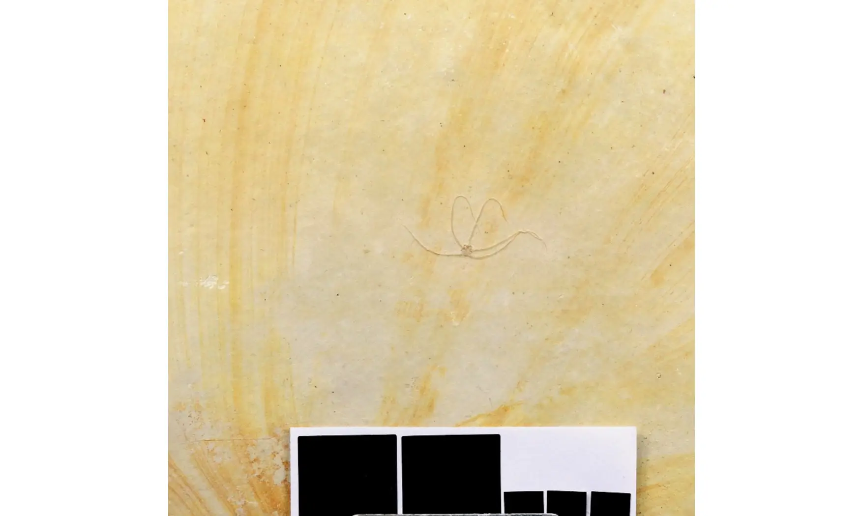 Geocoma carinata