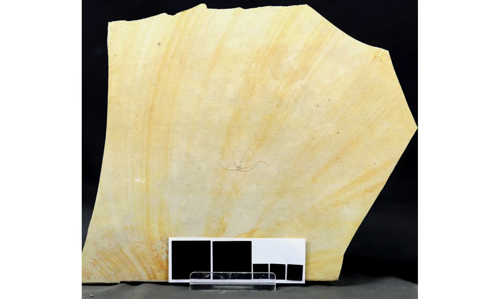 Geocoma carinata