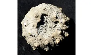 RHABDOCIDARIS ORBIGNYANA