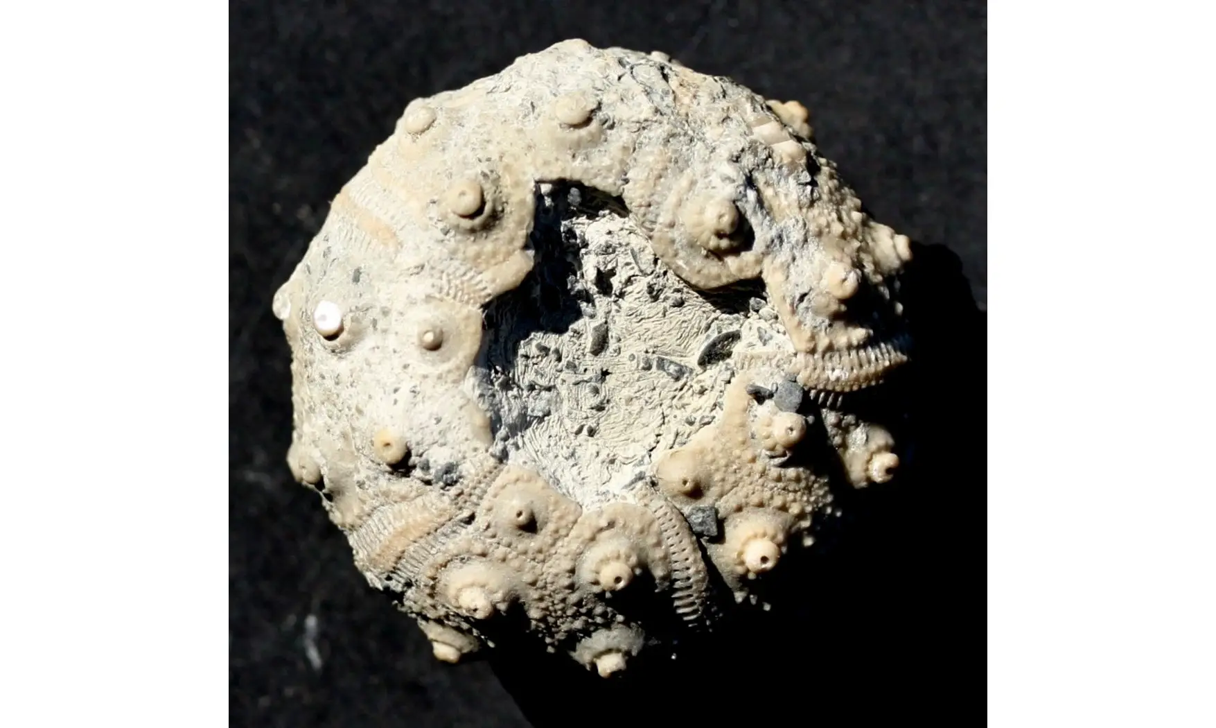 RHABDOCIDARIS ORBIGNYANA