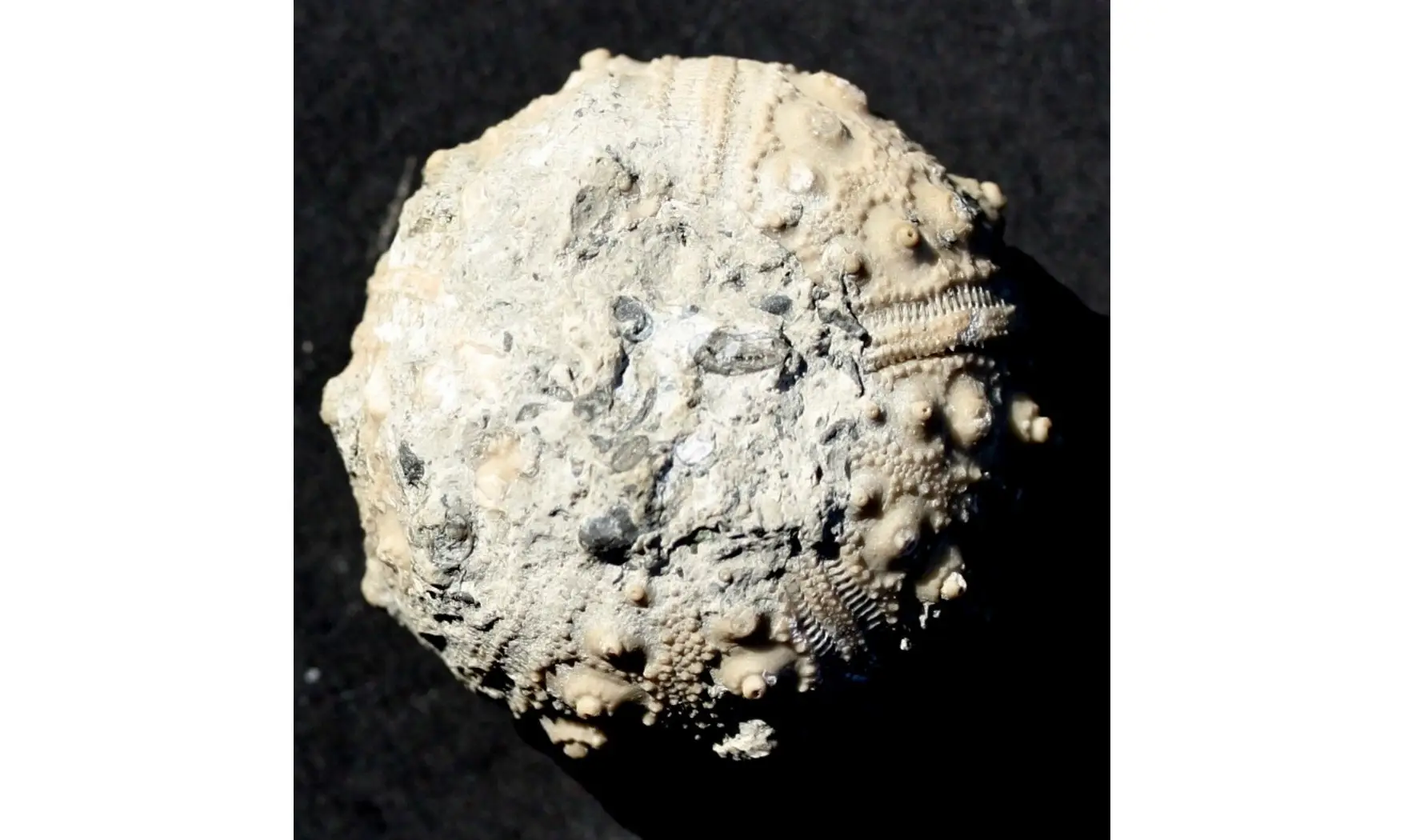 RHABDOCIDARIS ORBIGNYANA
