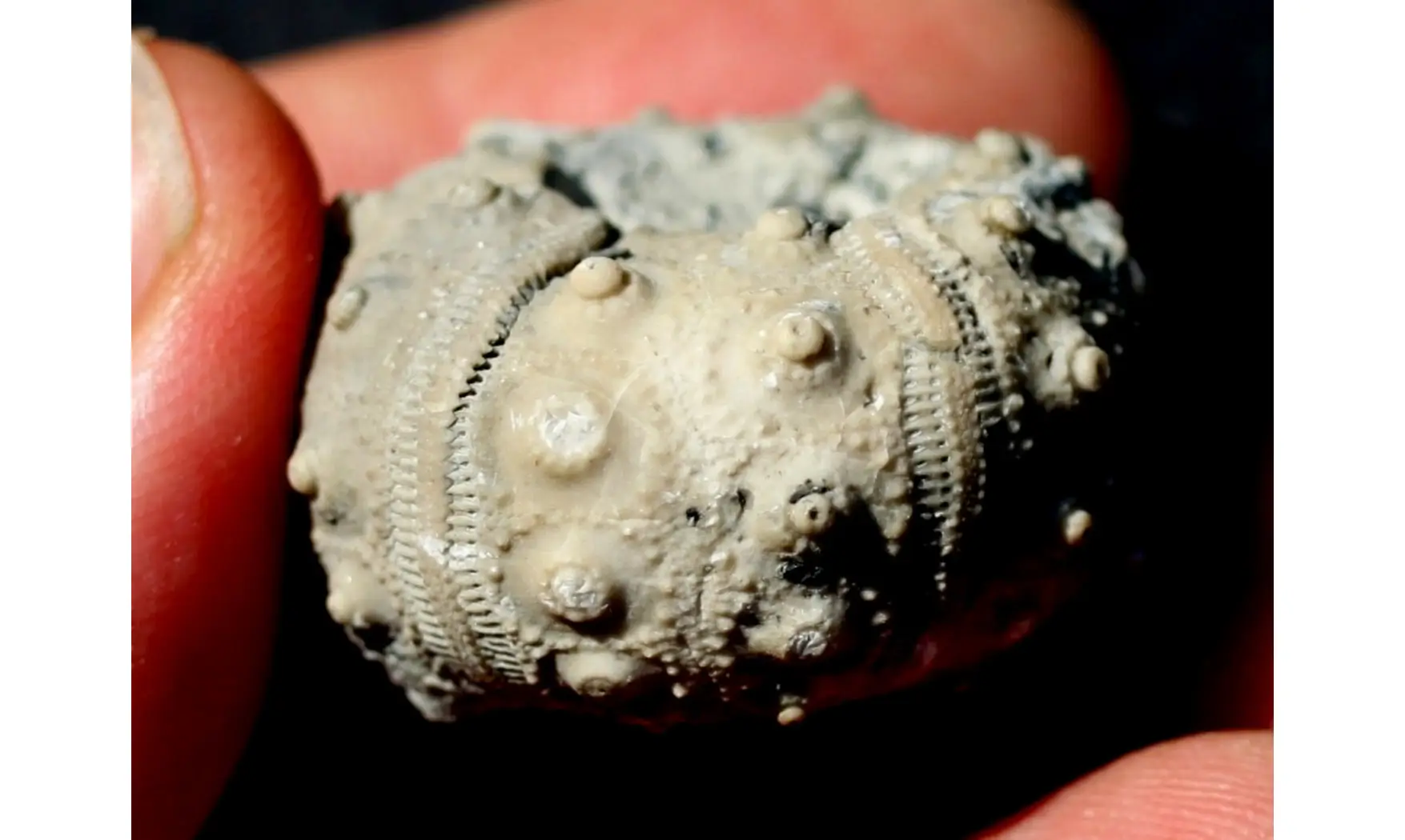 RHABDOCIDARIS ORBIGNYANA