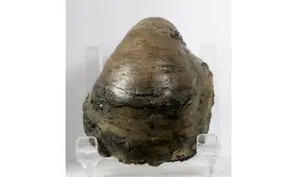 Gryphaea dilatata