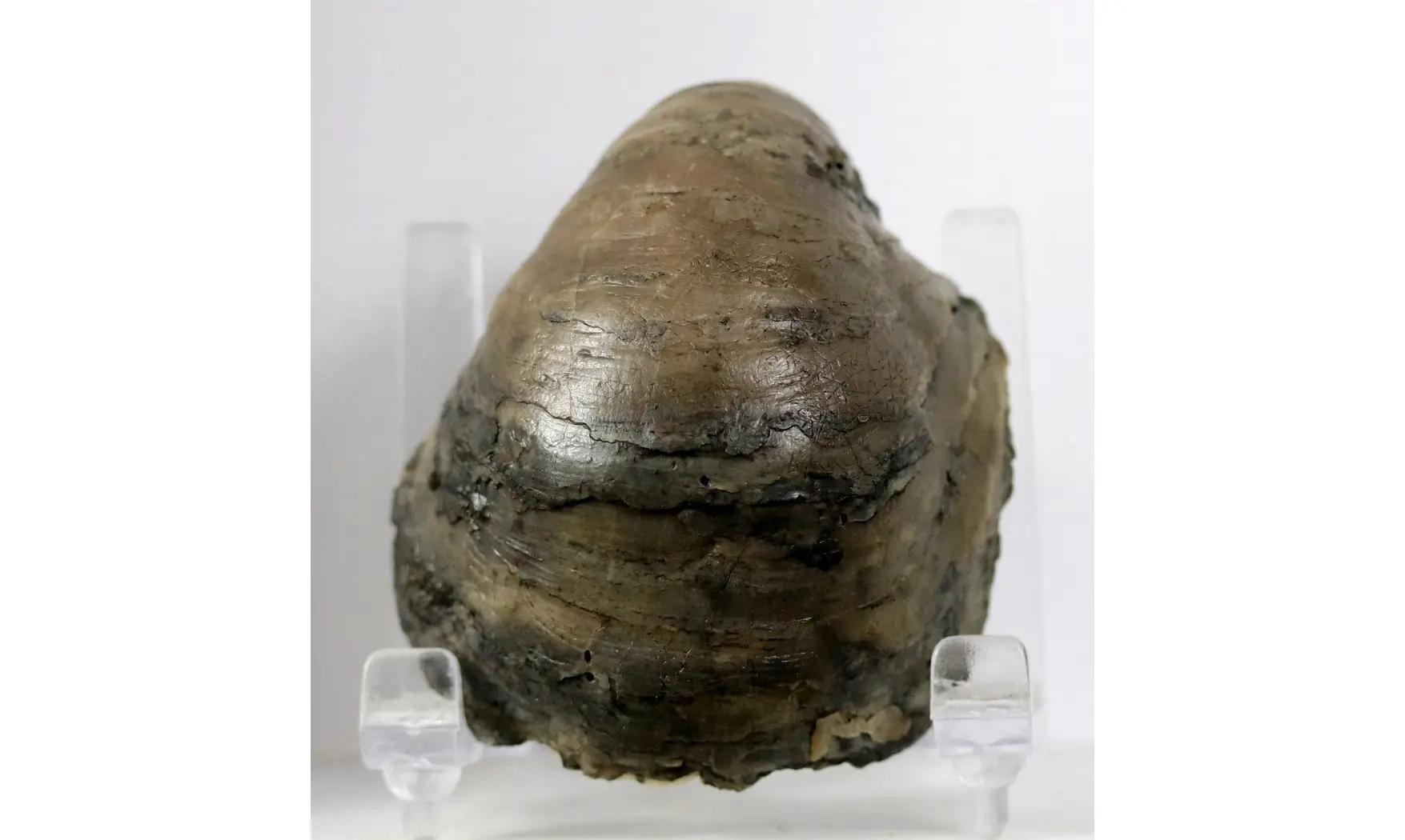Gryphaea dilatata