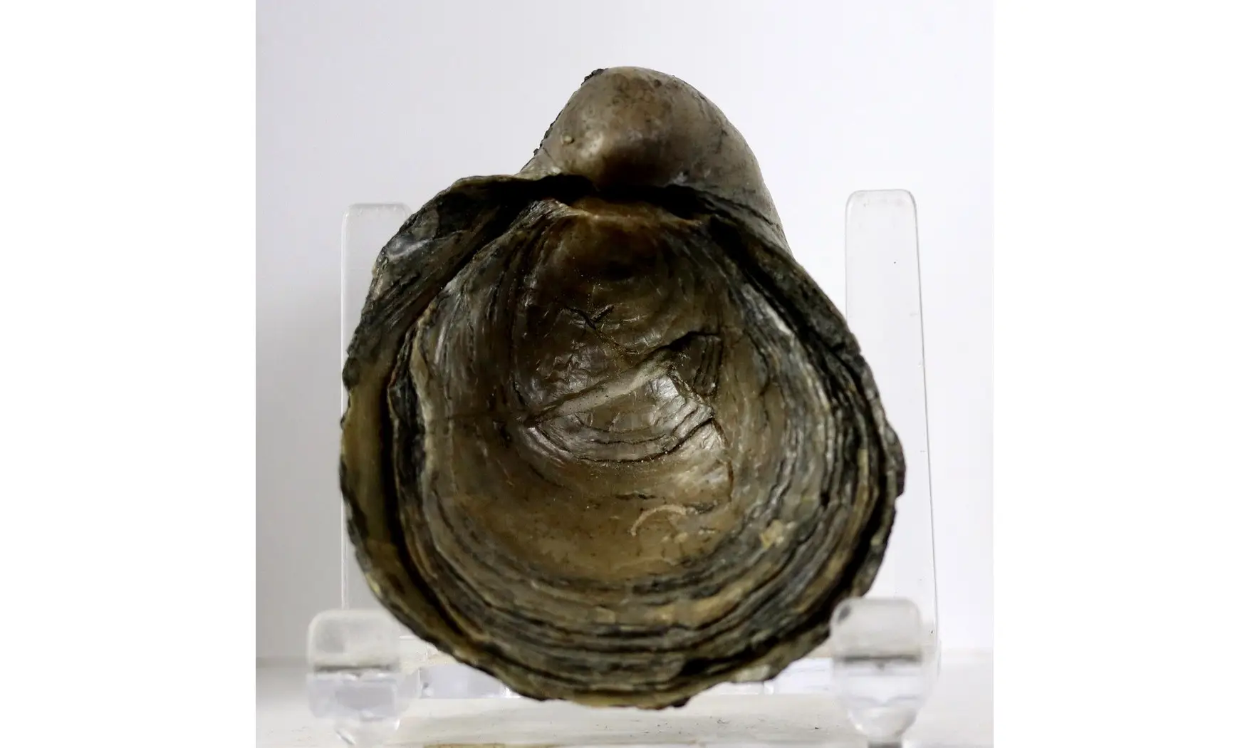 Gryphaea dilatata
