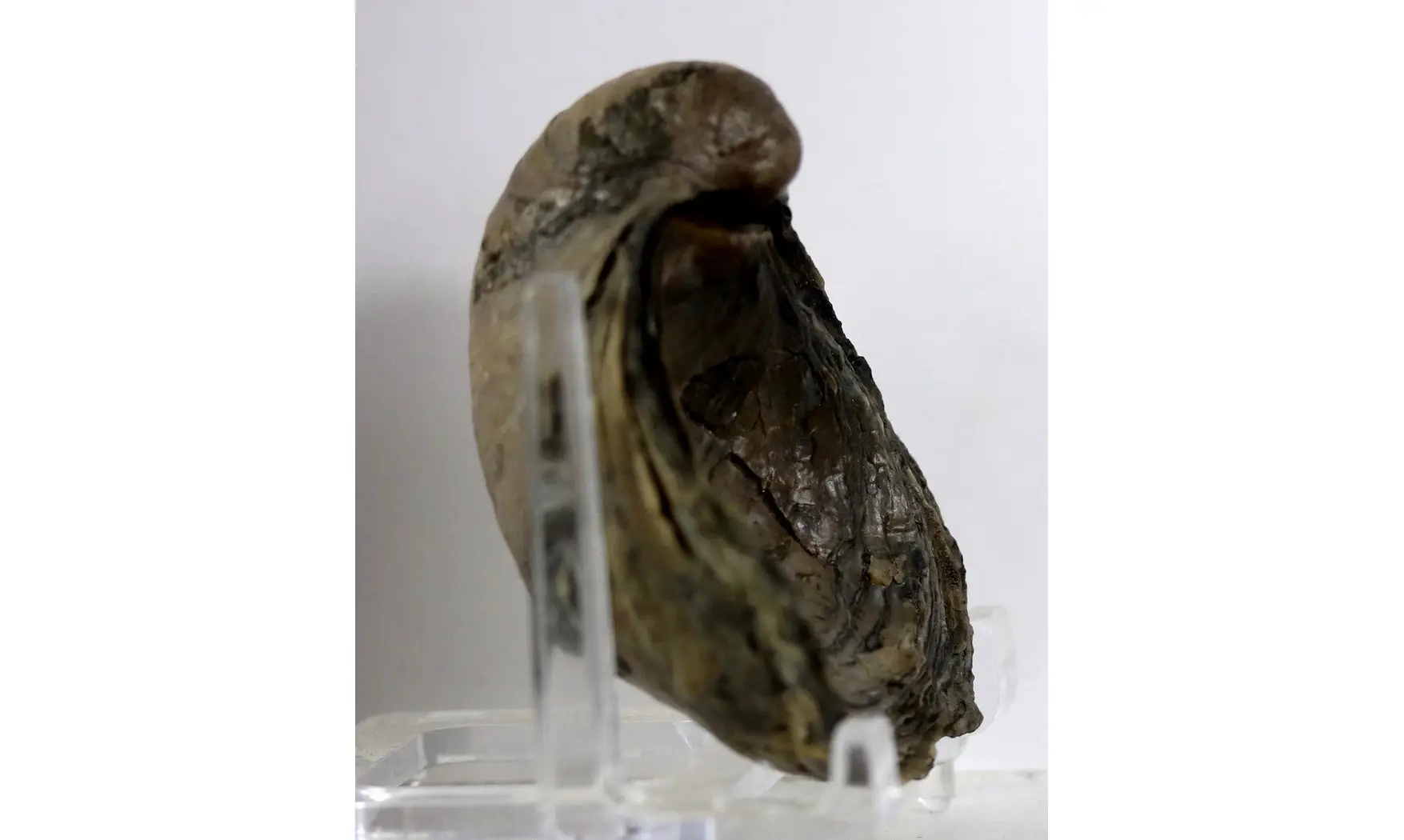 Gryphaea dilatata