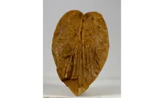 Roudairia Intermedia