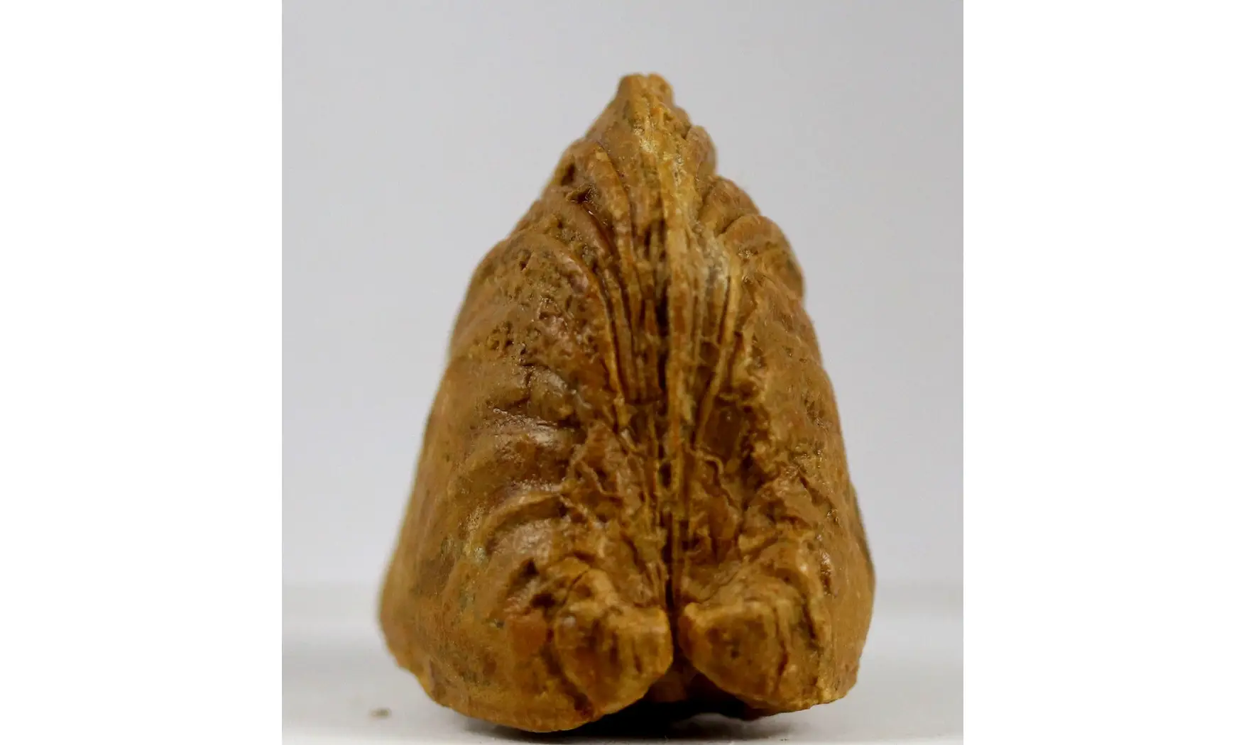 Roudairia Intermedia