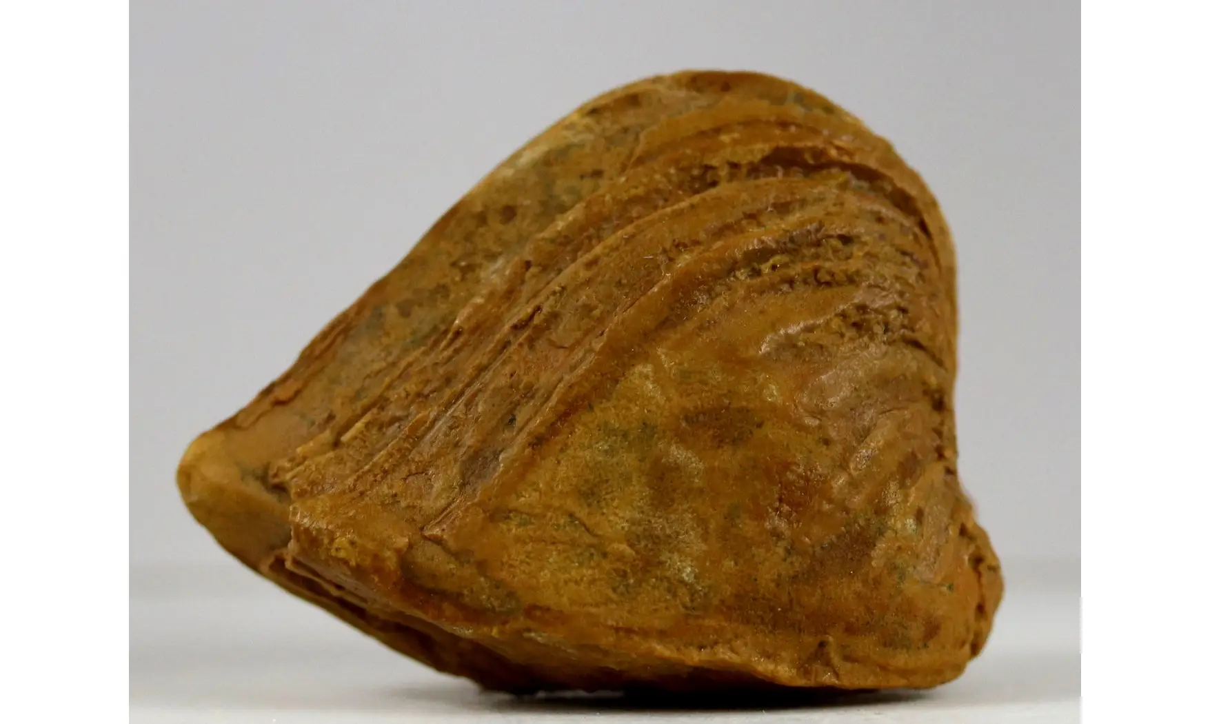 Roudairia Intermedia