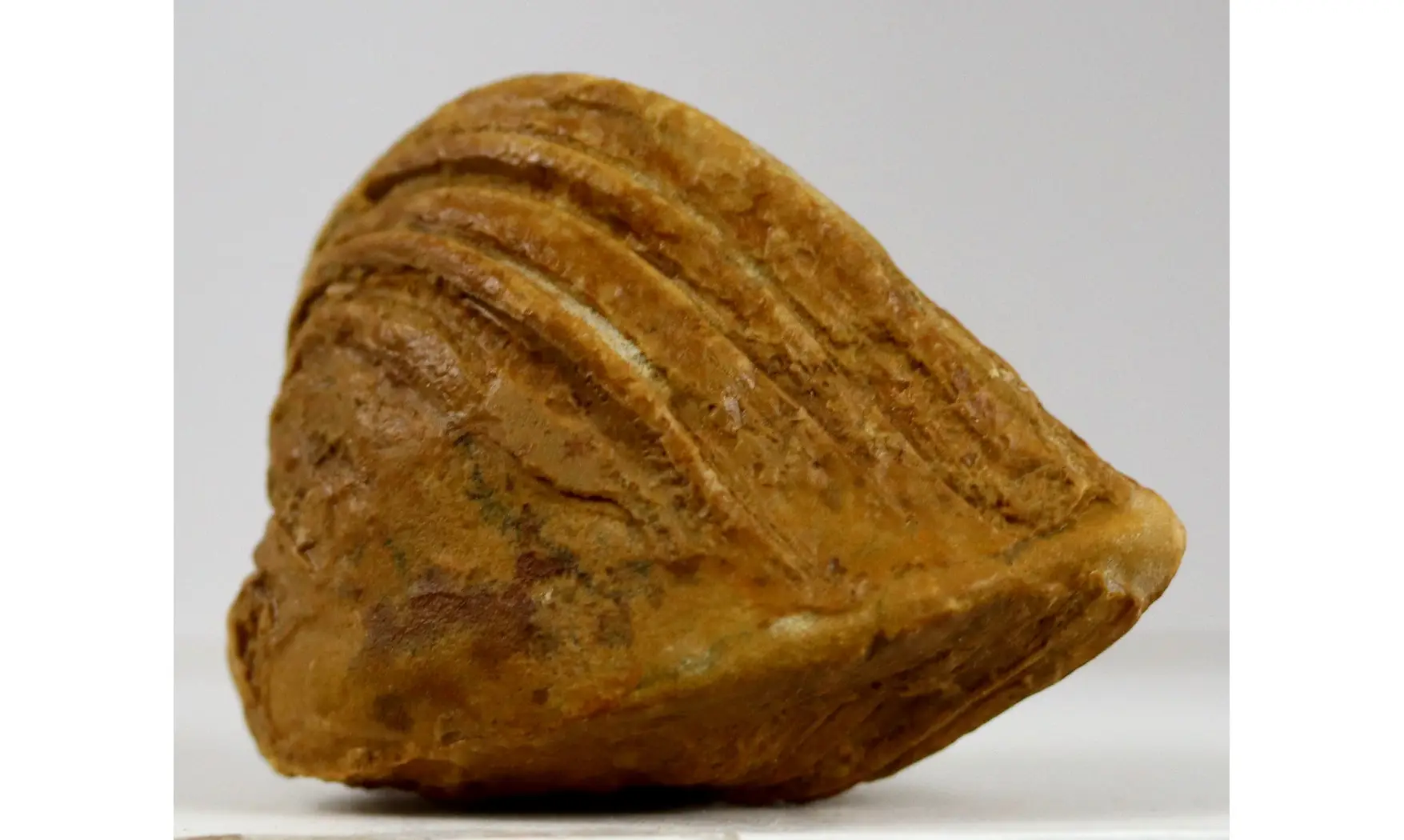 Roudairia Intermedia