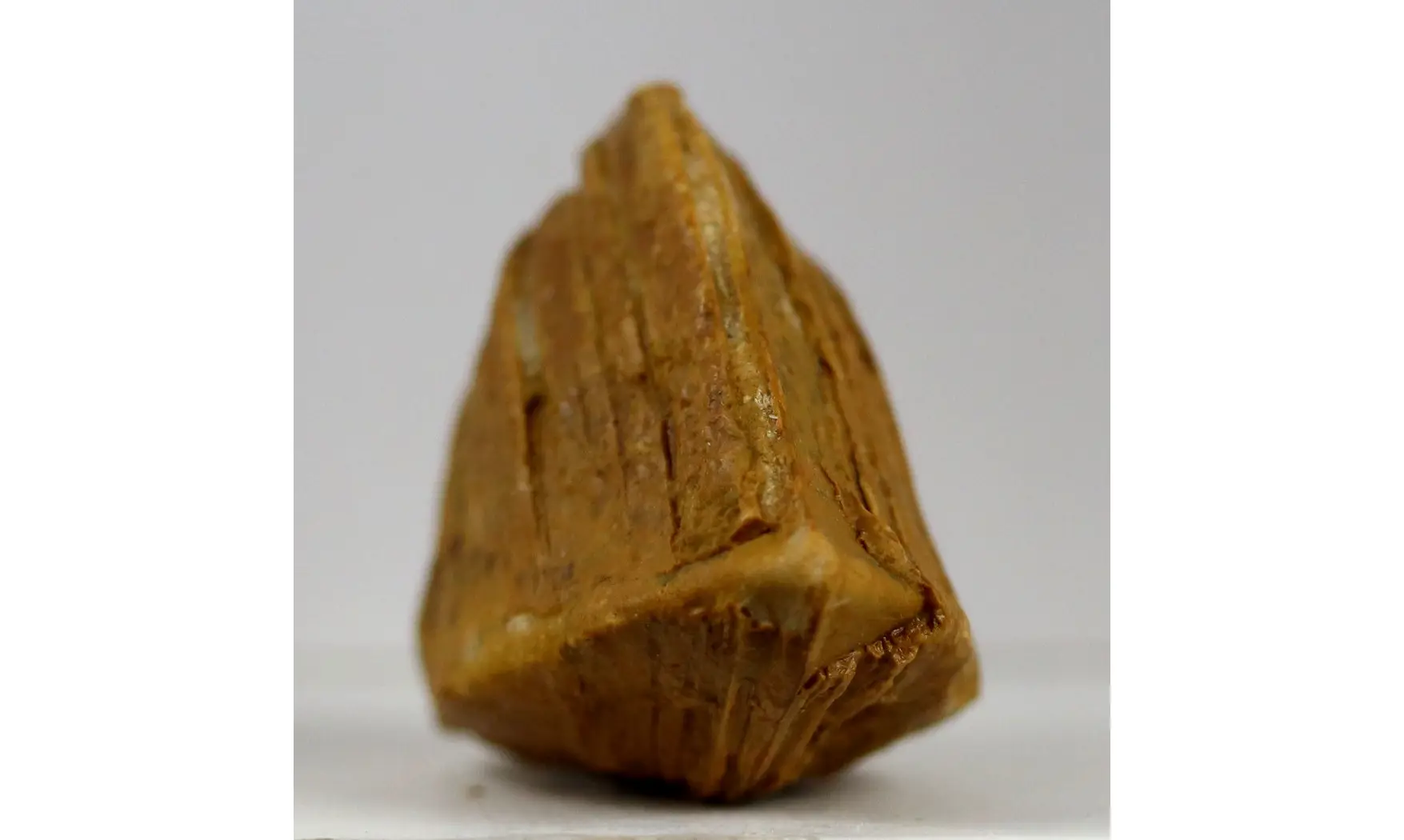 Roudairia Intermedia
