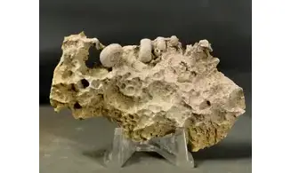 Garantiana garantiana