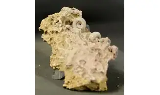 Garantiana garantiana