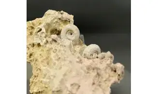 Garantiana garantiana