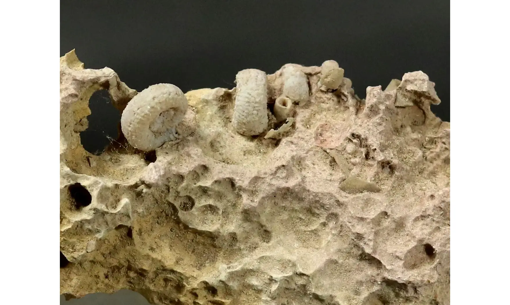 Garantiana garantiana