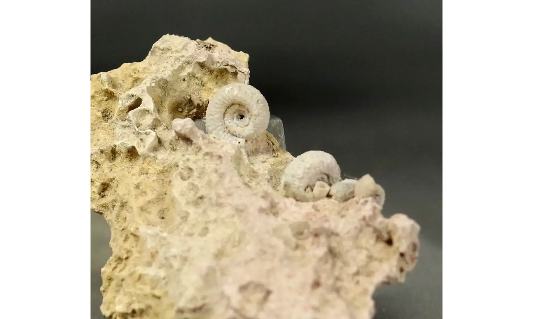 Garantiana garantiana