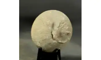 Diplora meridionalis