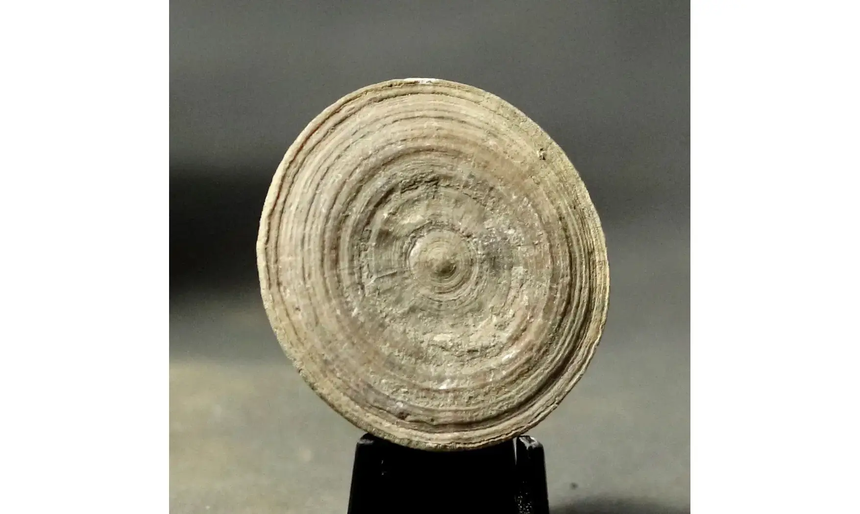 Diplora meridionalis