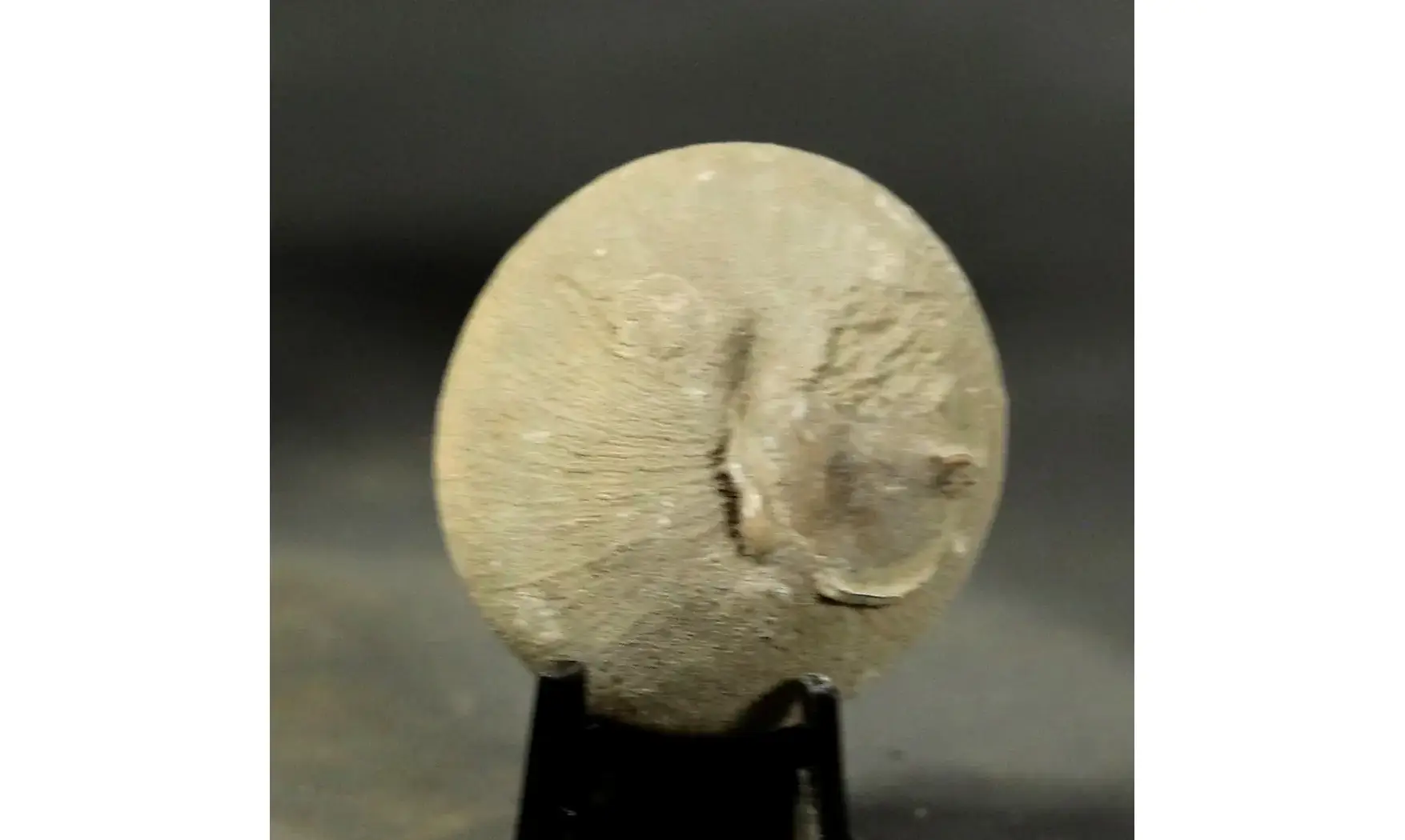 Diplora meridionalis